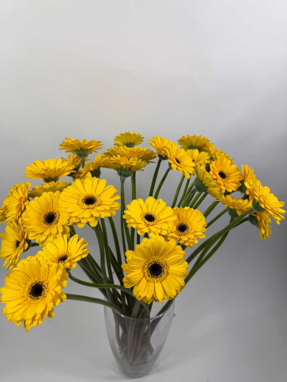 Yellow Gerberas