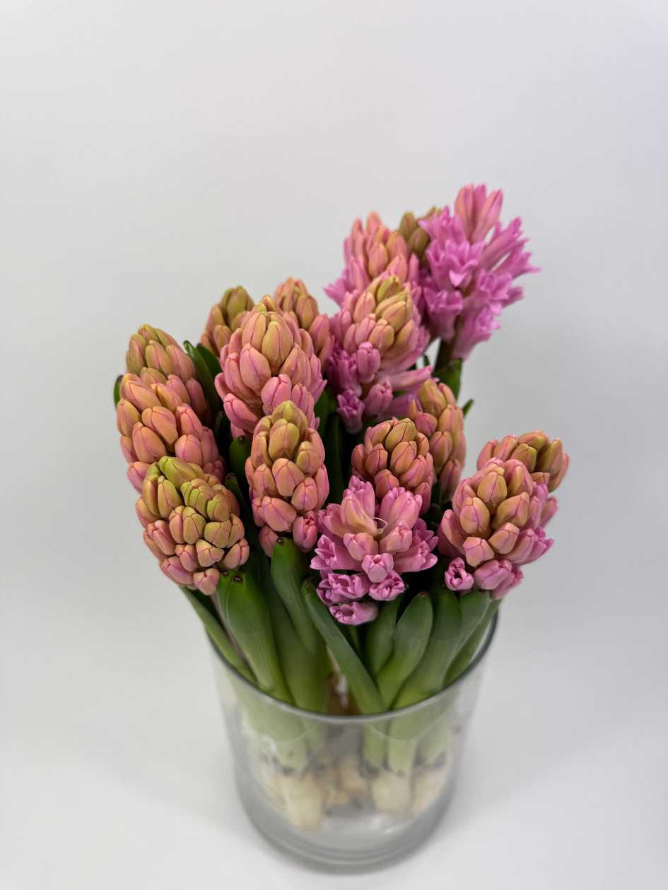 Pink Hyacinths