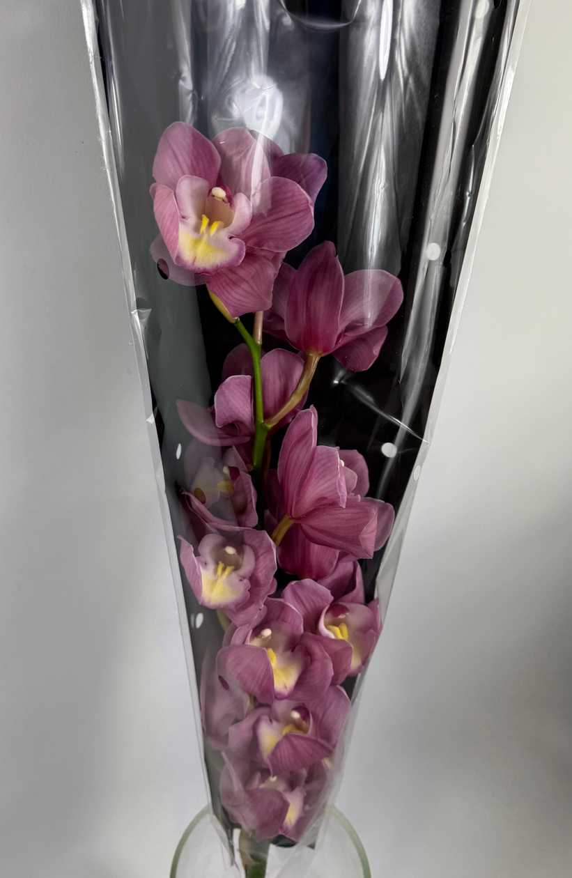 Pink Orchid in a Capsule