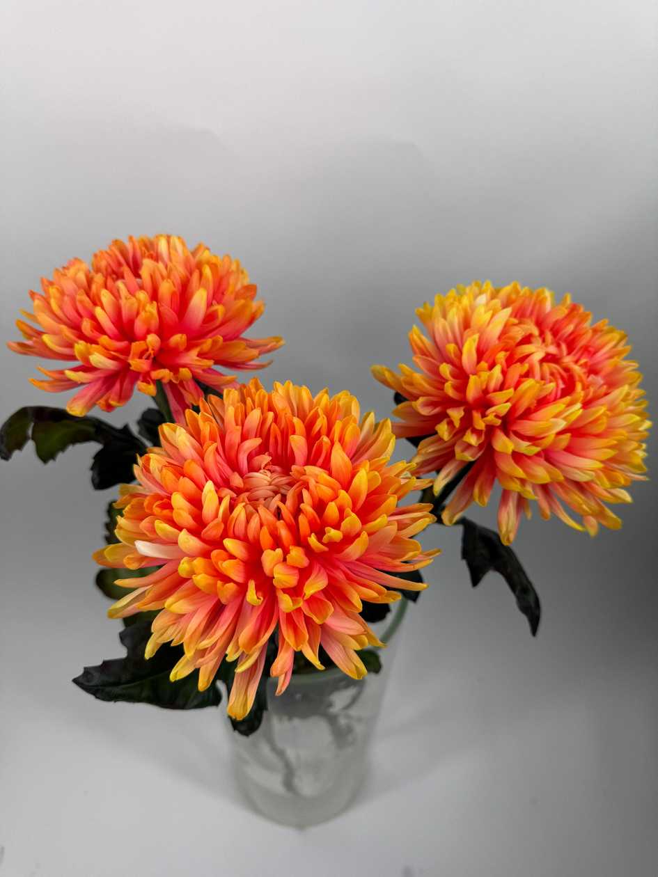 Orange Large-Head Chrysanthemums