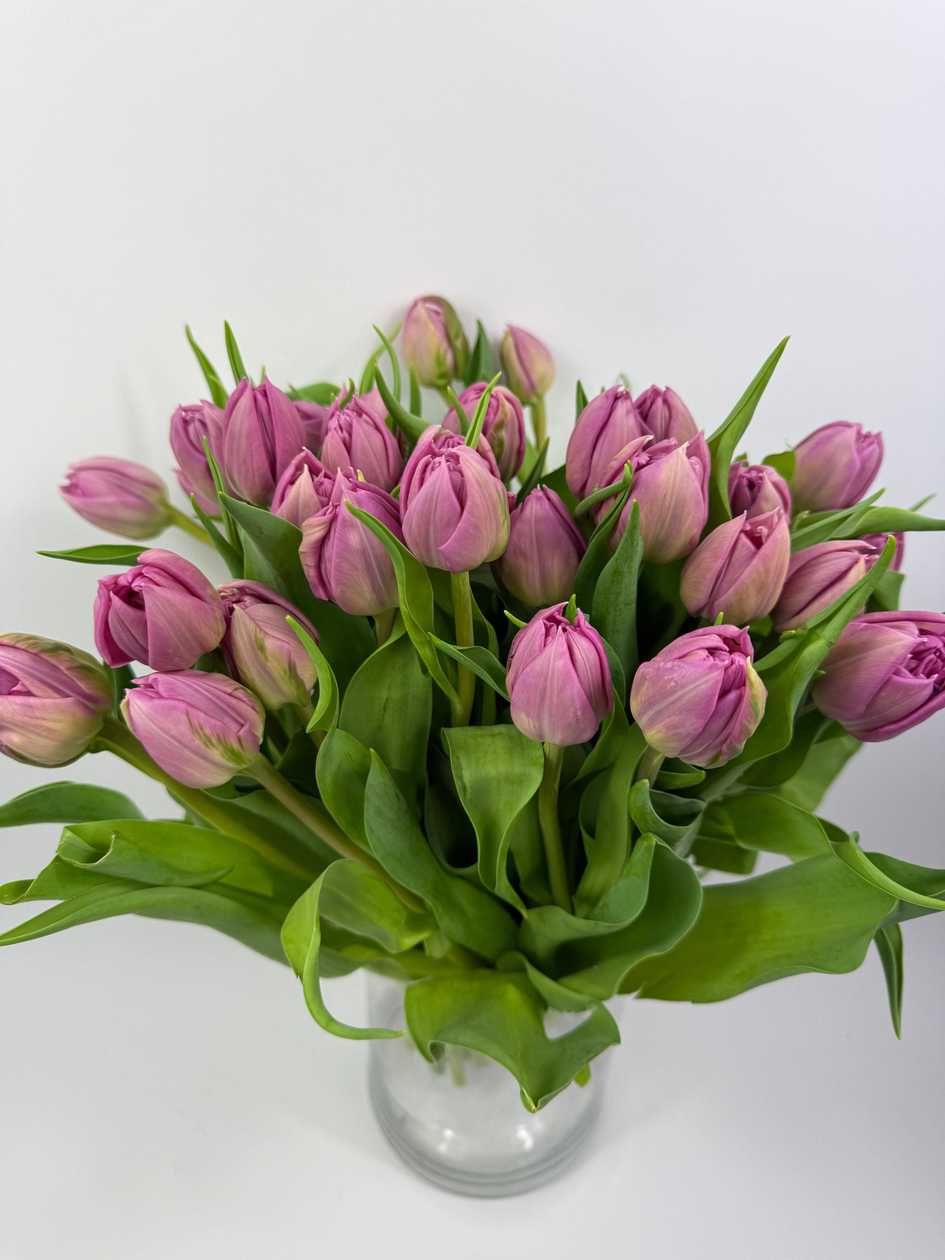 Double Princess Tulips