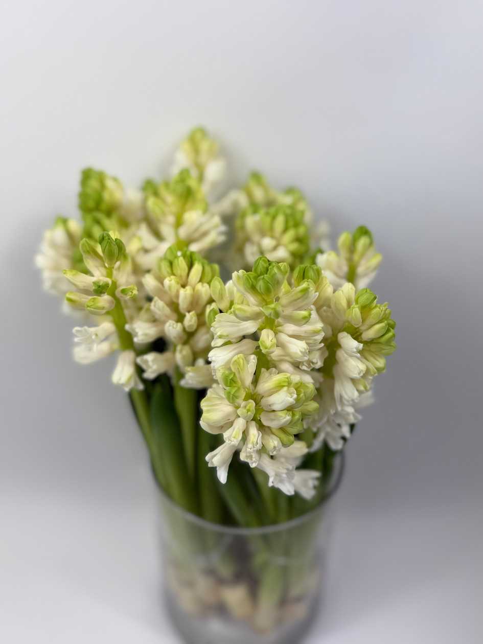 White Purple Hyacinths