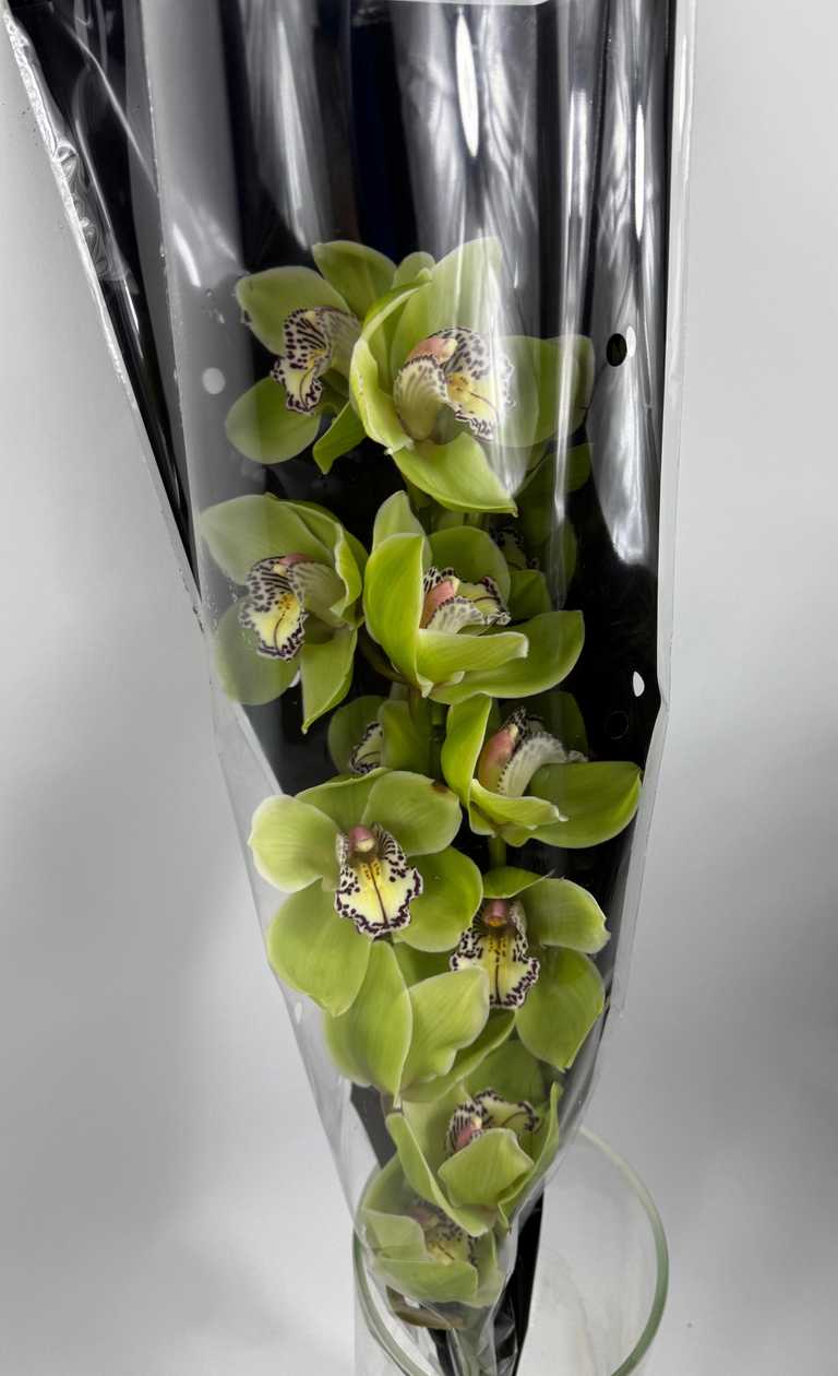 Green Orchid in a Capsule