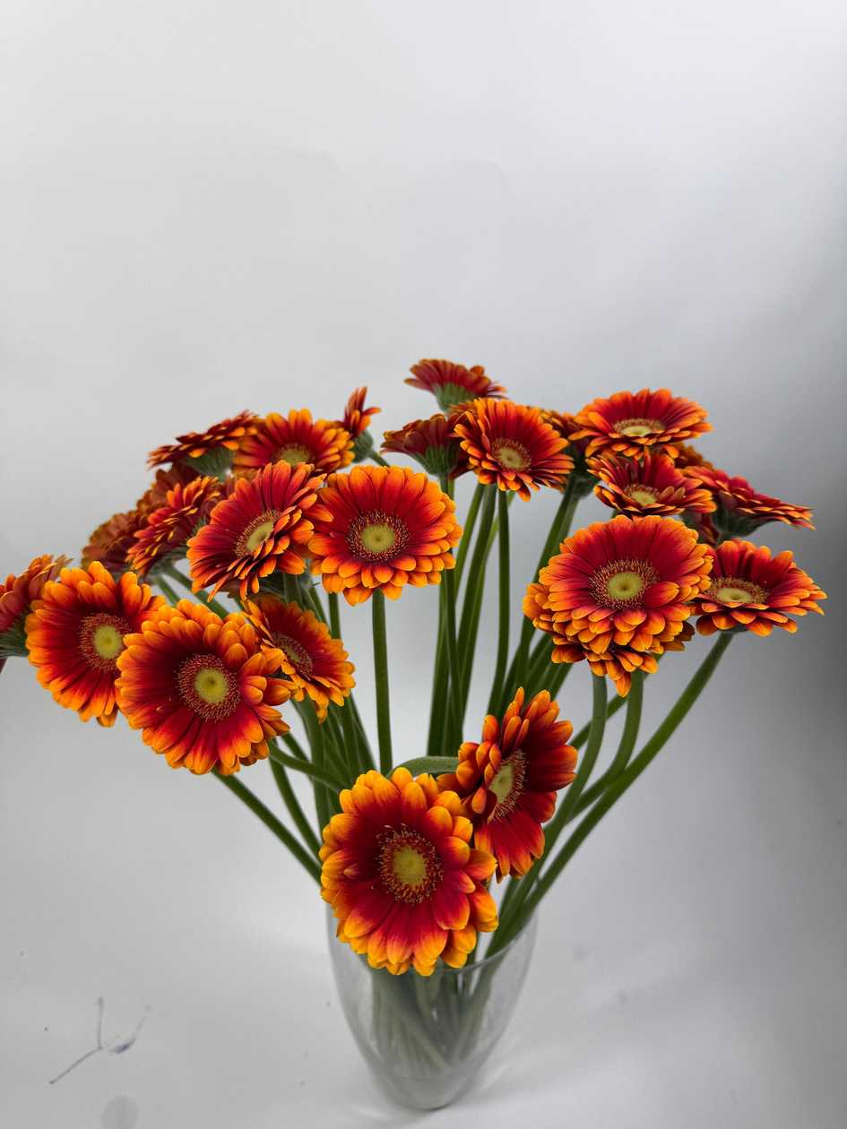 Orange Red Gerberas