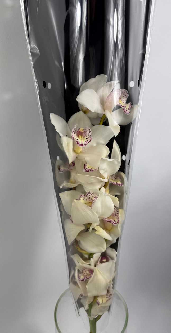 White Orchid in a Capsule