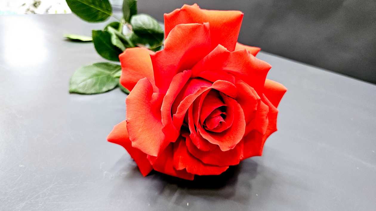 roosid prantsuse stiilis 70 sm