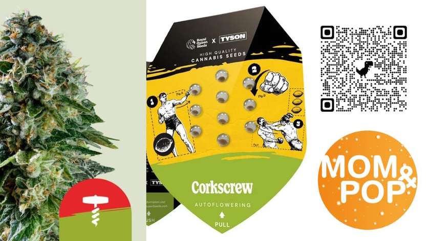 RQS Tyson 2.0 Auto-Flowering, 1 seed / Corkscrew