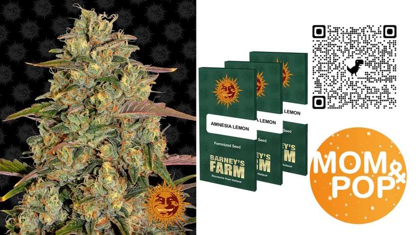 Barney's Farm Feminized Amnesia Lemon, X 3