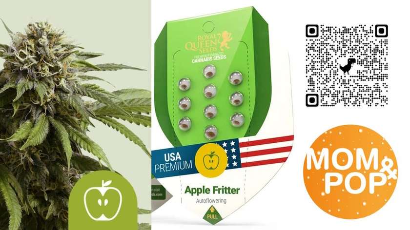 RQS Auto-Flowering, 1 seed / Apple Fritter