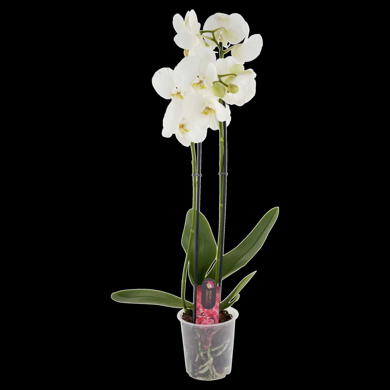 Tesco Phalaenopsis květináč 2 stonky 12 cm