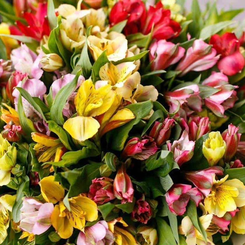 Аlstroemeeria mix 1tk