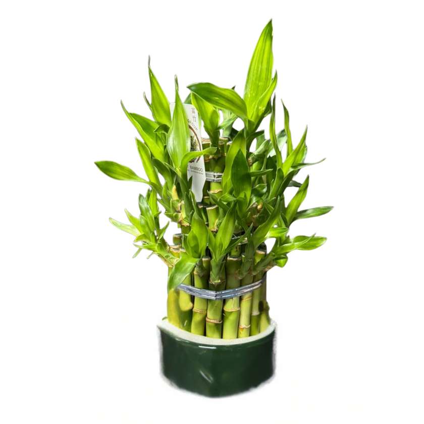 Lucky Bamboo
