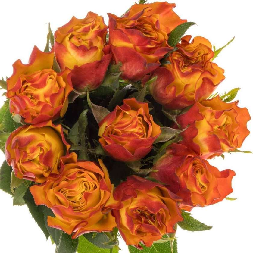 Roos "Down town" 50cm 1tk