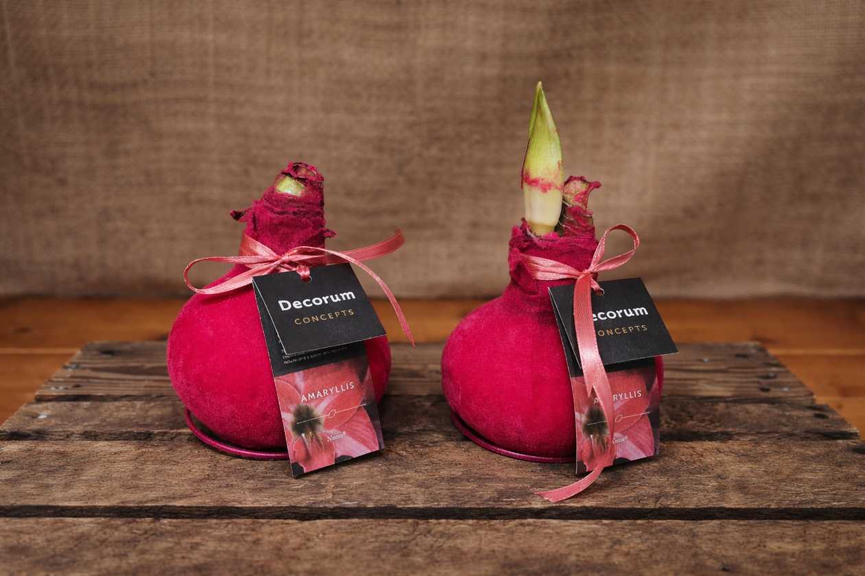 Amaryllis 'Velvet Neon Pink'