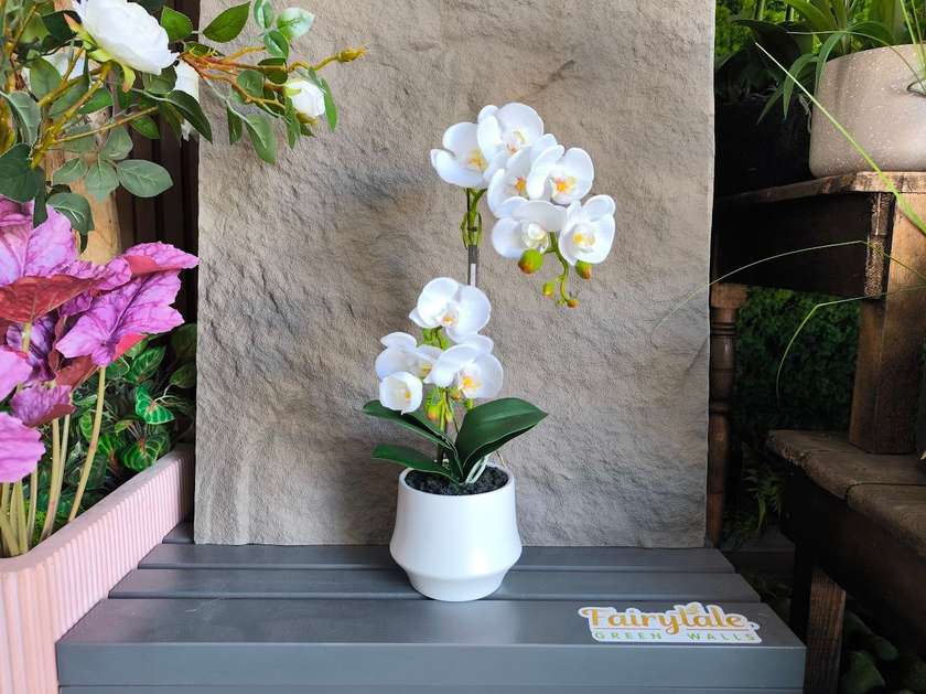 A Center Piece of 2Pcs White Stunning Orchid Real Touch in a Ceramic White Pot (Total Height 50cm)