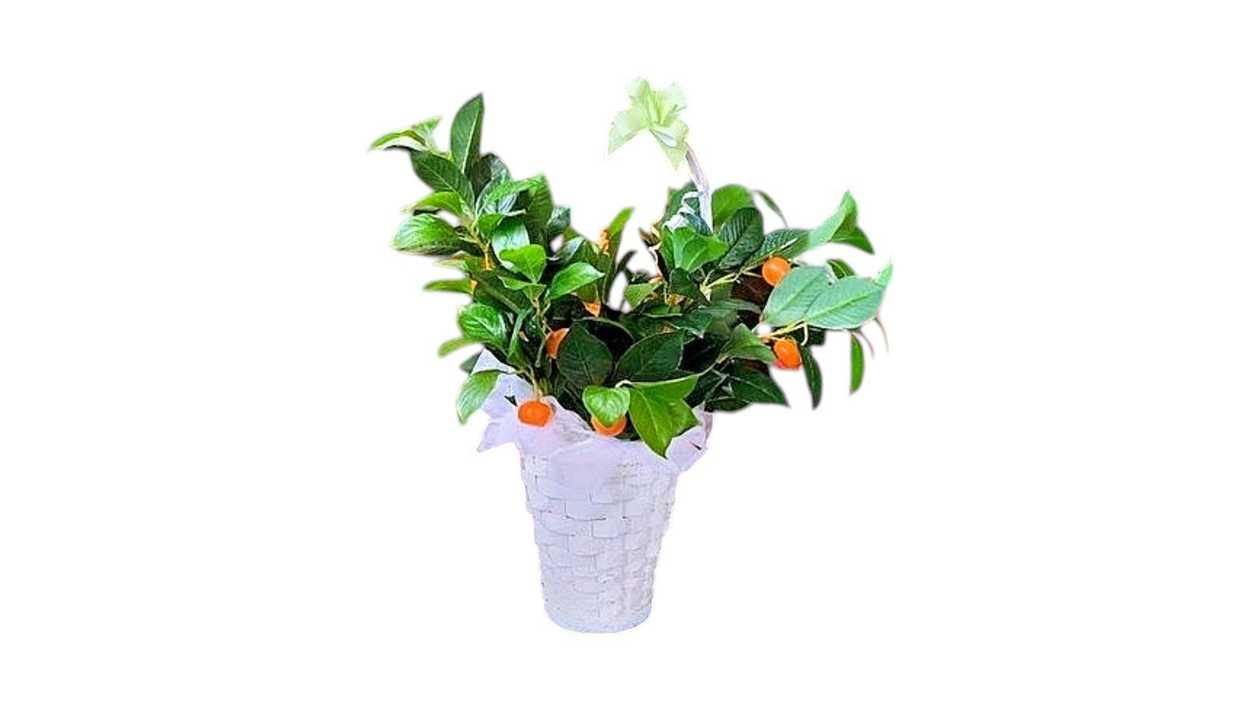 Citrus Theme for a Kitchen Area