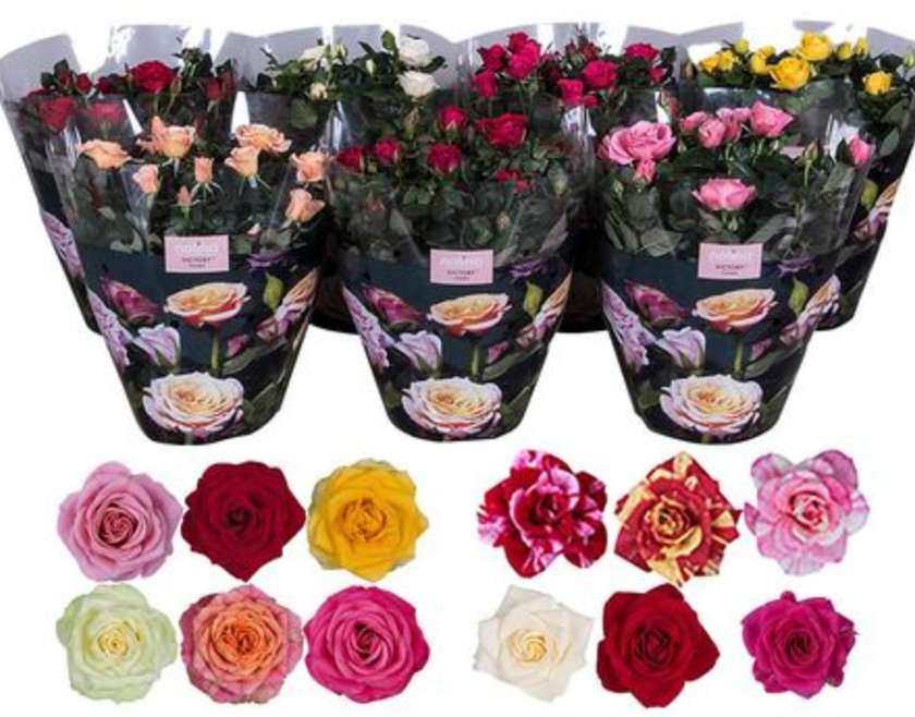 Rose in a pot