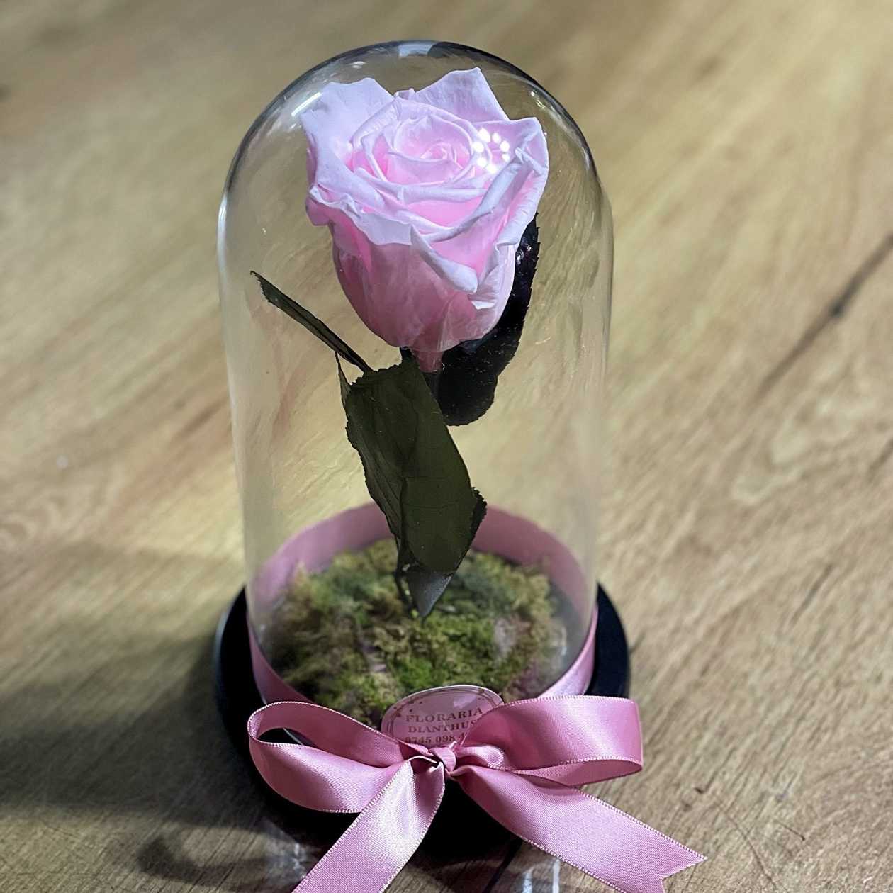 Pink Preserved Rose