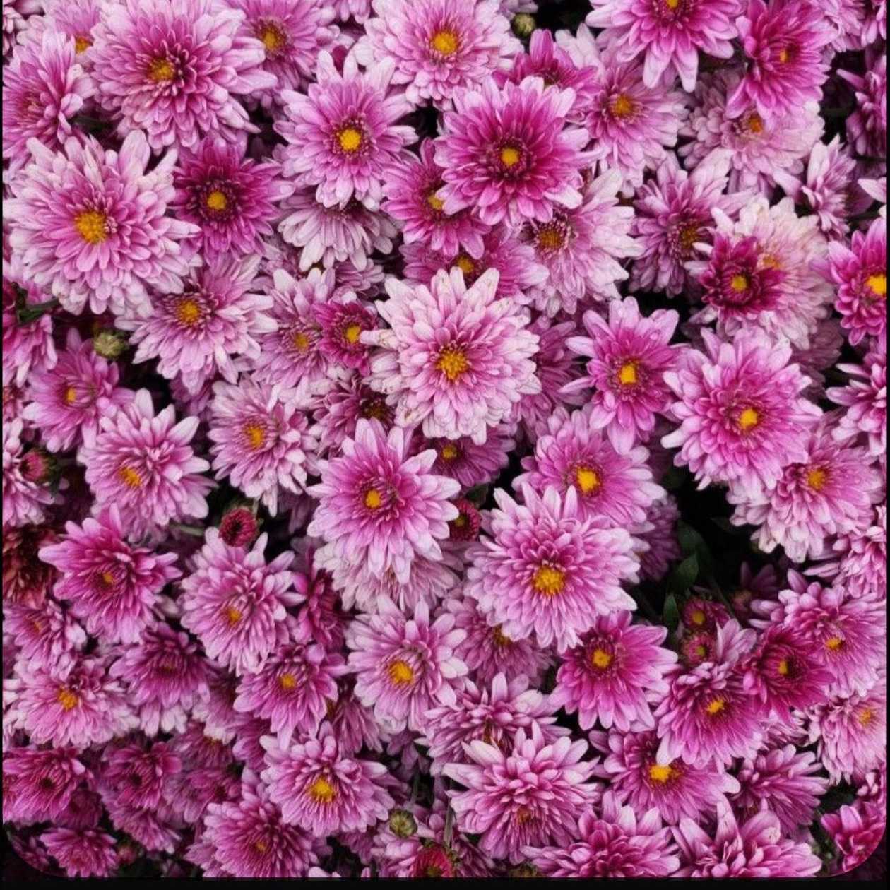 Pink Chrysanthemum