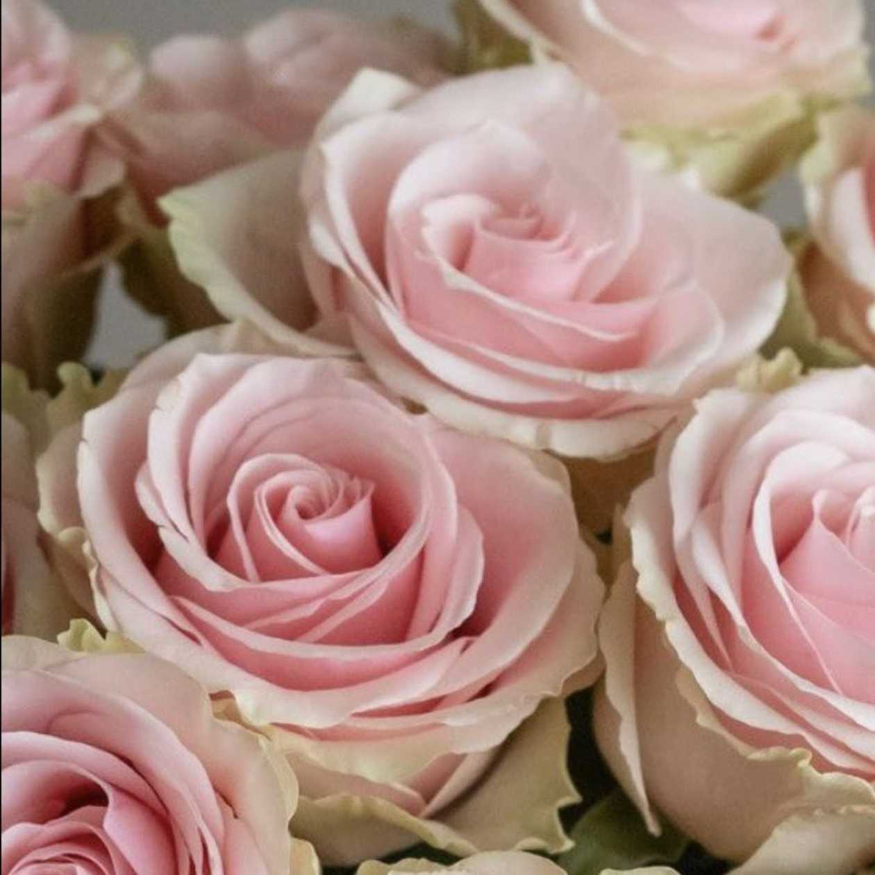 Pale Pink Rose
