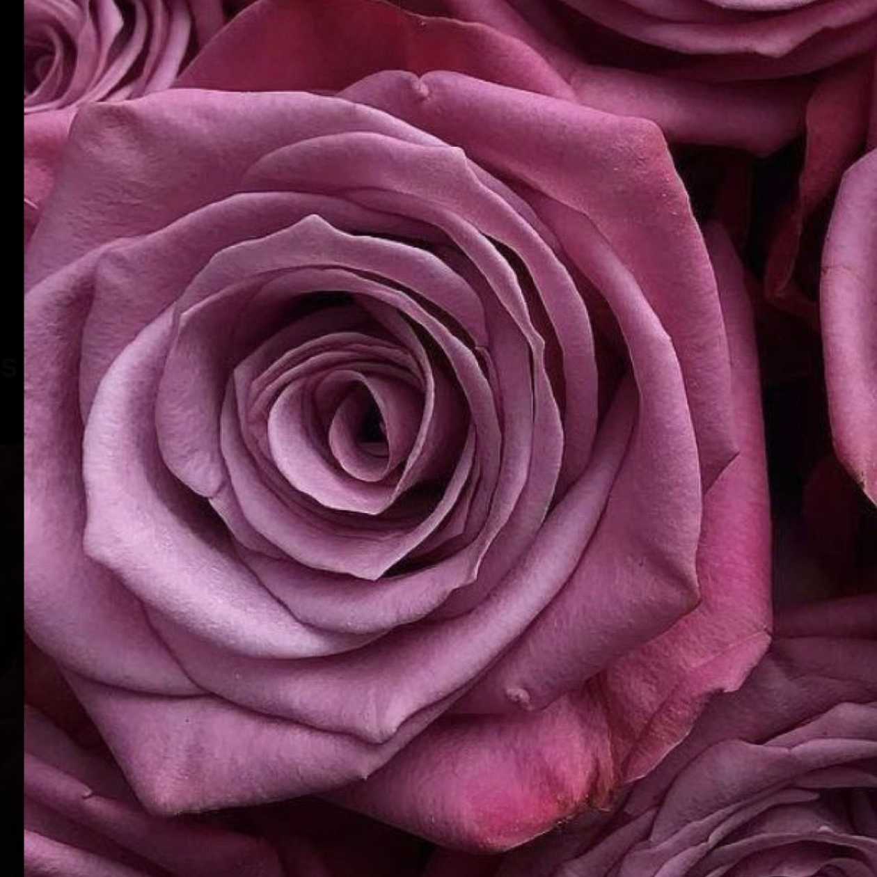 Purple Rose
