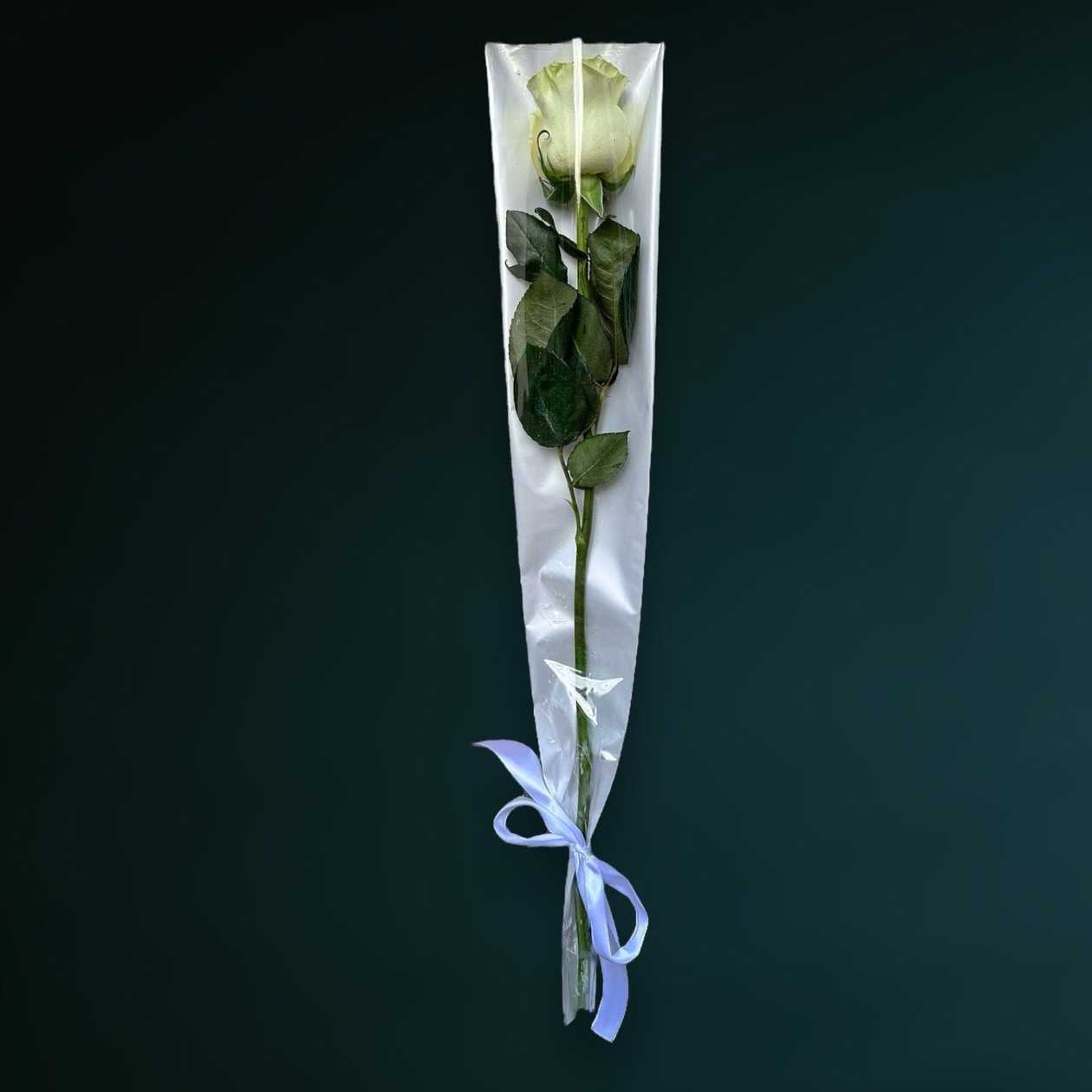 Wrapped White Rose