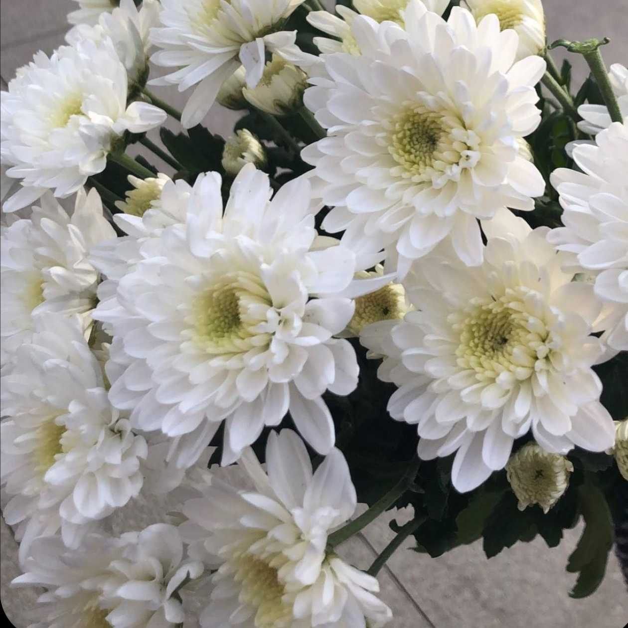 White Chrysanthemum