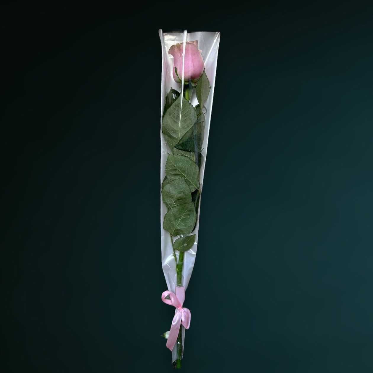 Wrapped Pale Pink Rose