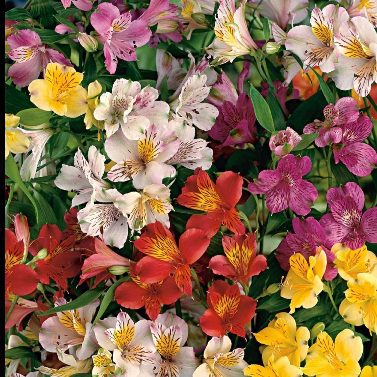 Alstroemeria