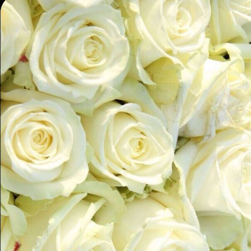 White Rose