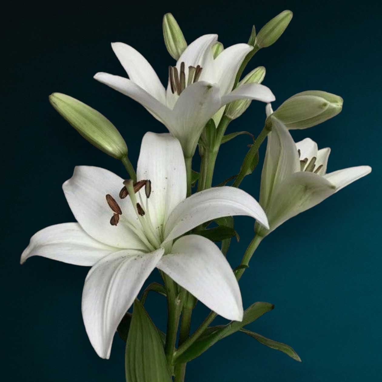 White Imperial Lily