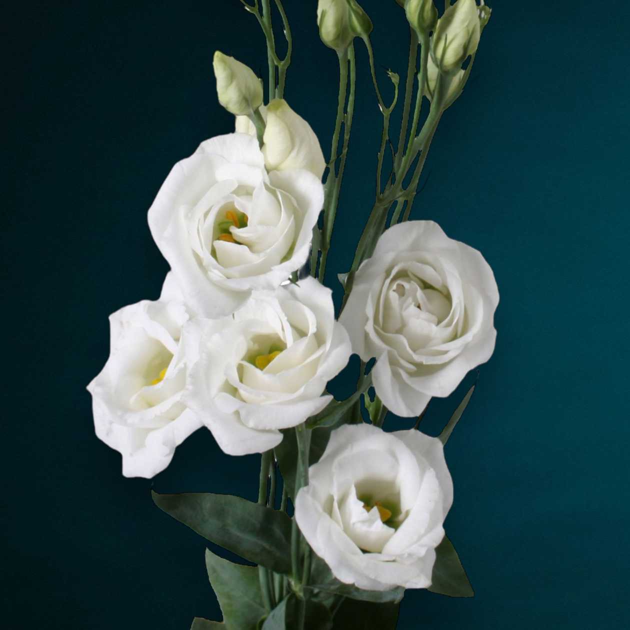 White Lisianthus
