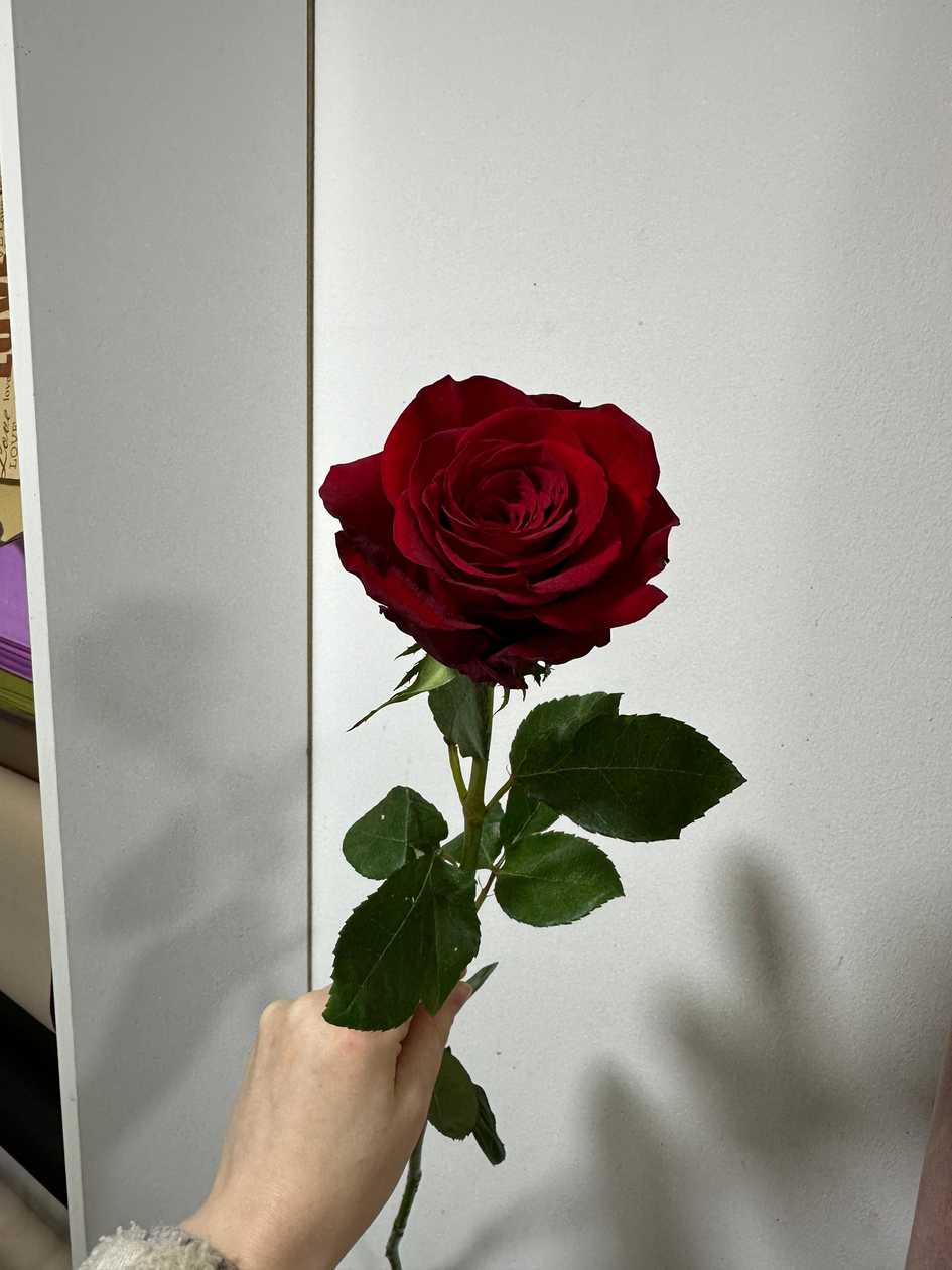 Red Rose