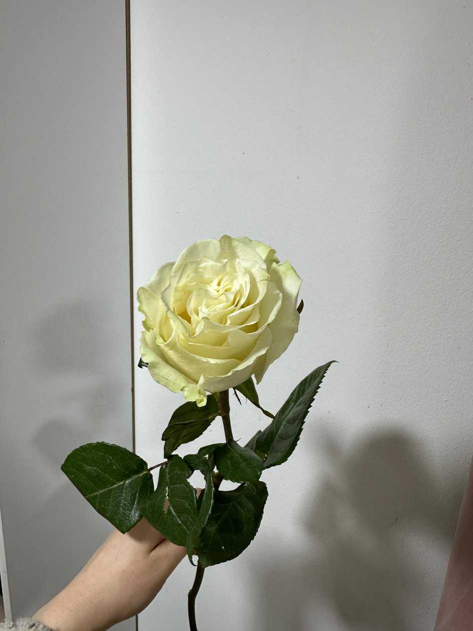 White Rose