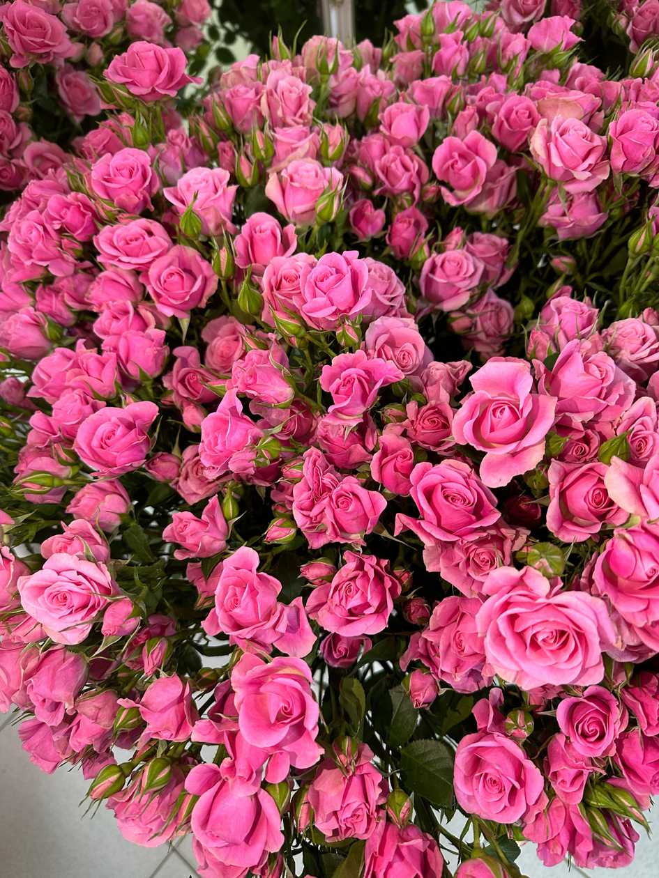 Pink Multi-headed Rose