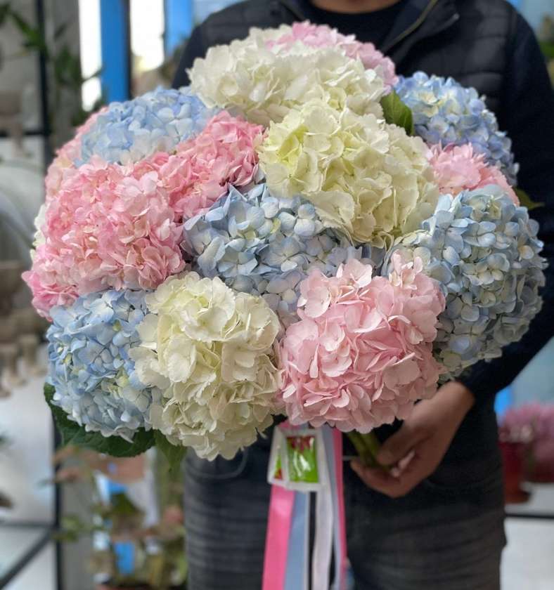 Hydrangea Love