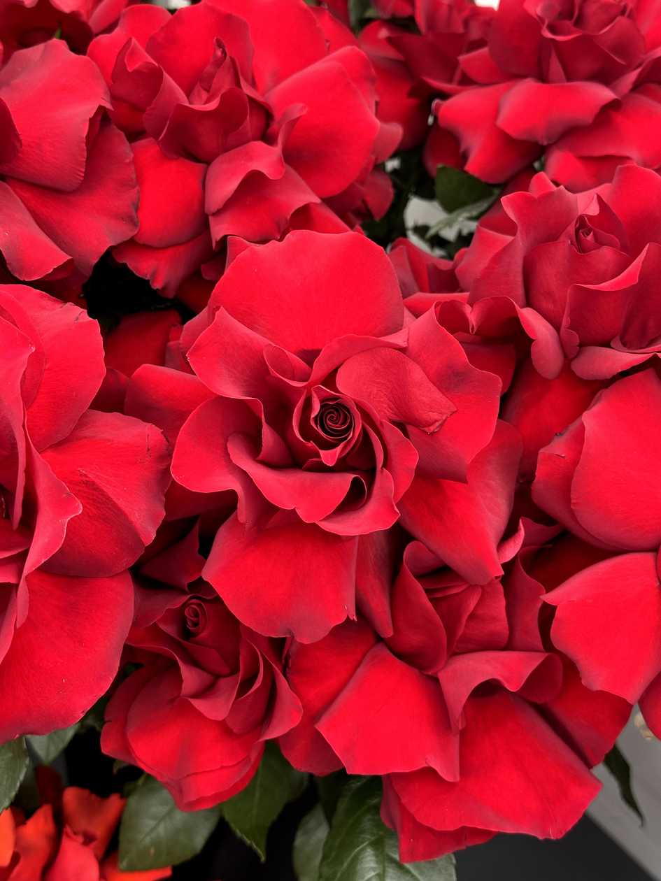 Prantsuse roses 79 sm