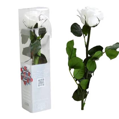 Small White Sleeping Rose