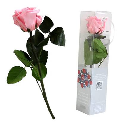 Small Pink Sleeping Rose