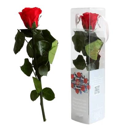 Small Red Sleeping Rose