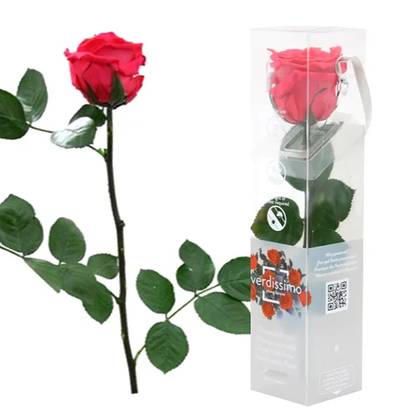 Small Dark Pink Sleeping Rose