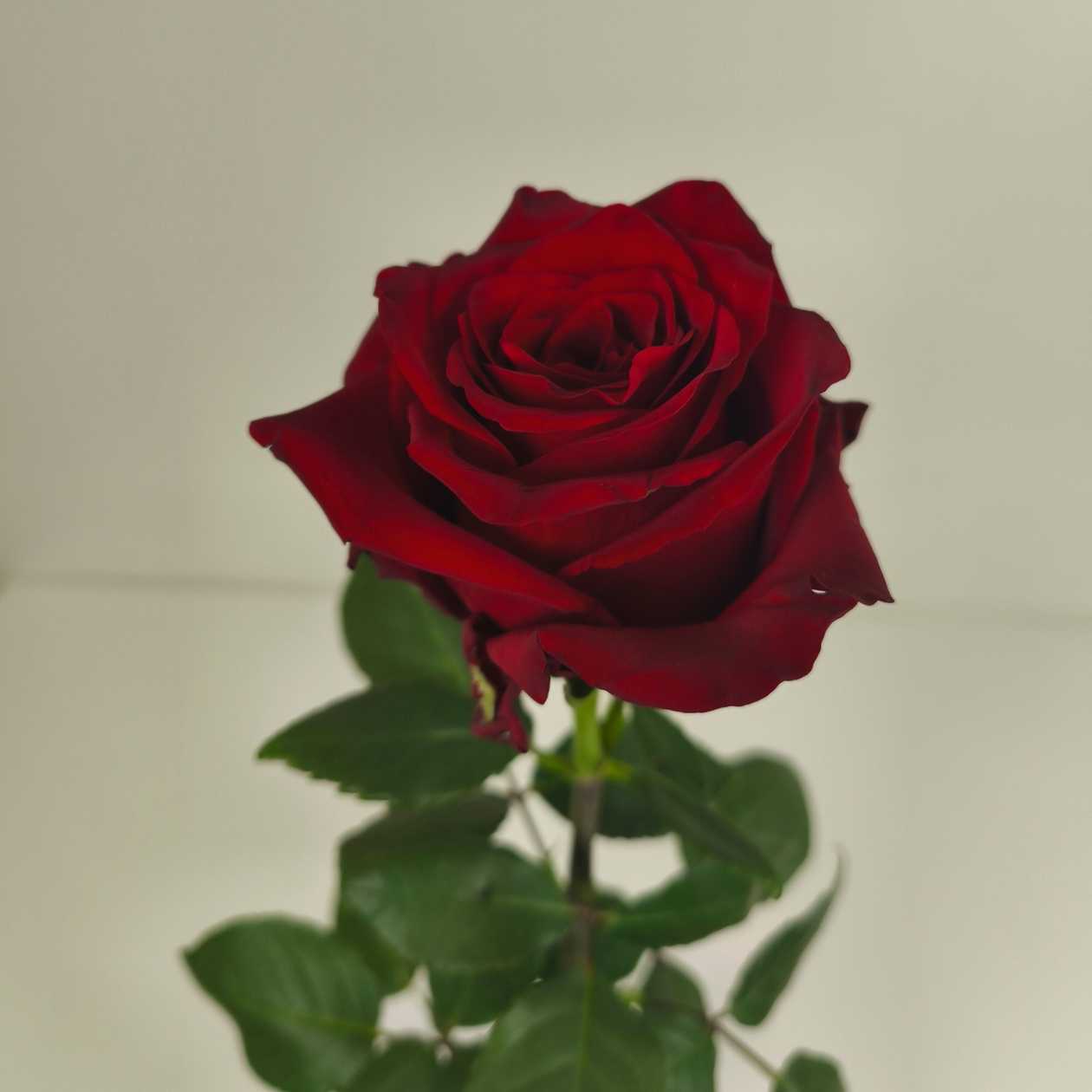 Rose Explorer
