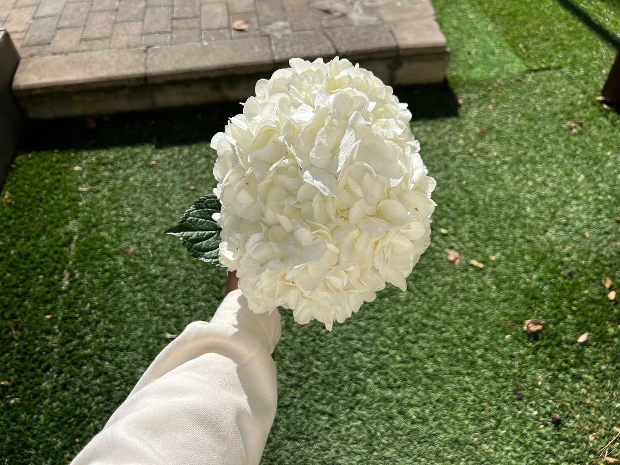 White Hydrangea