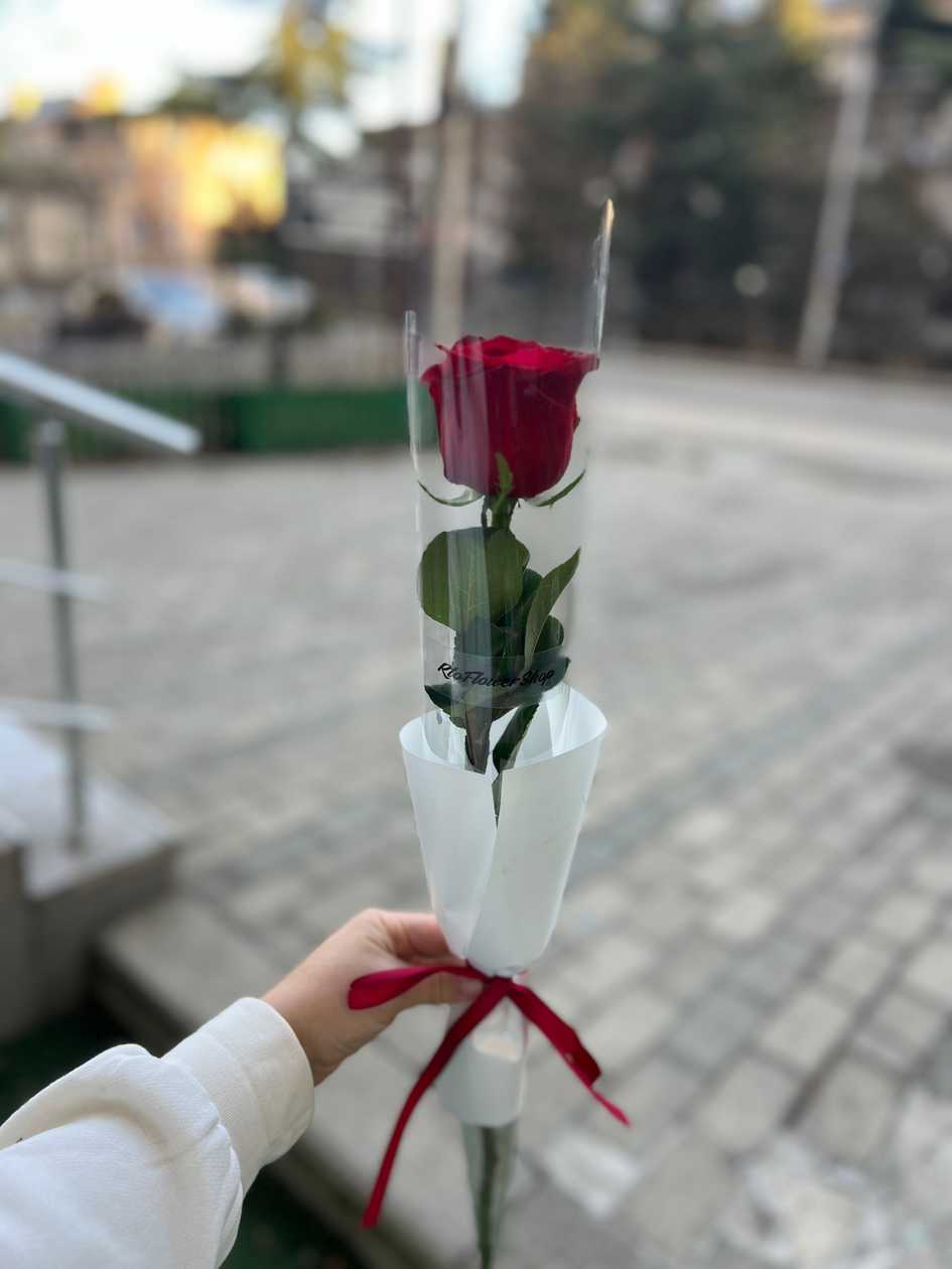 Red Rose