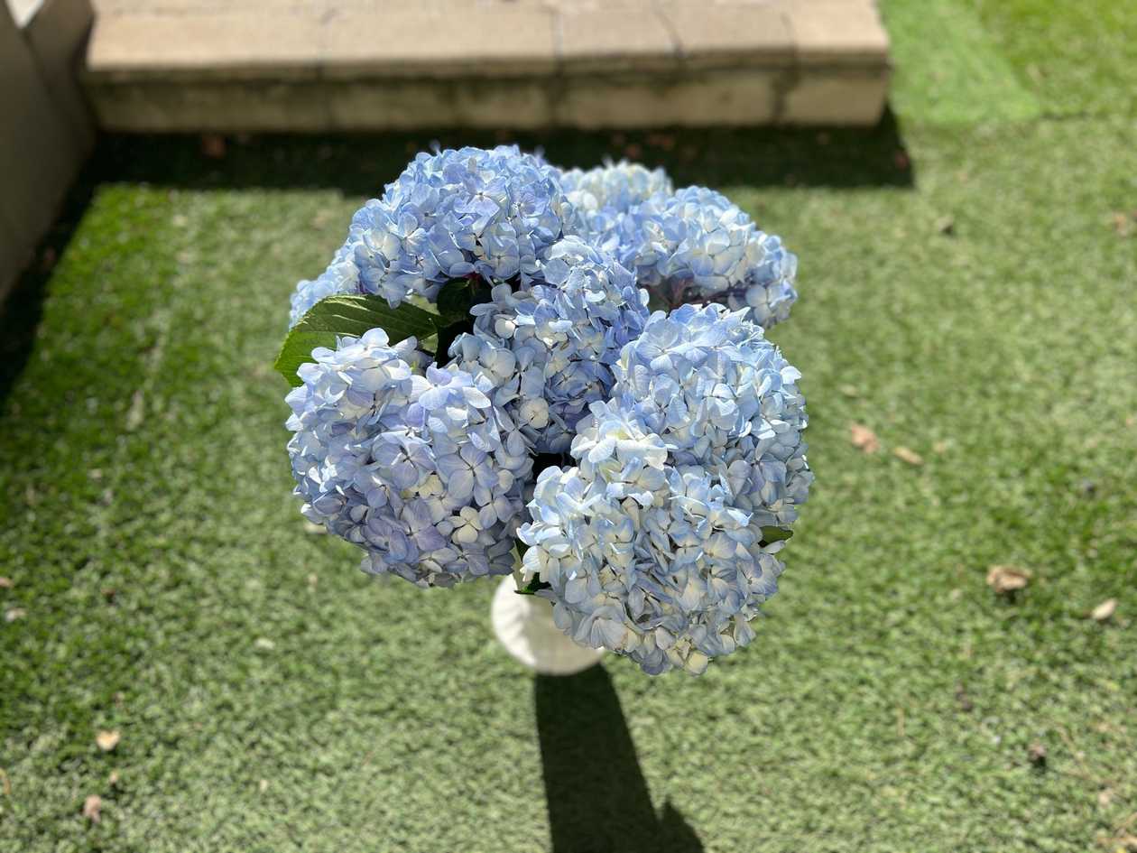 Blue Hydrangea