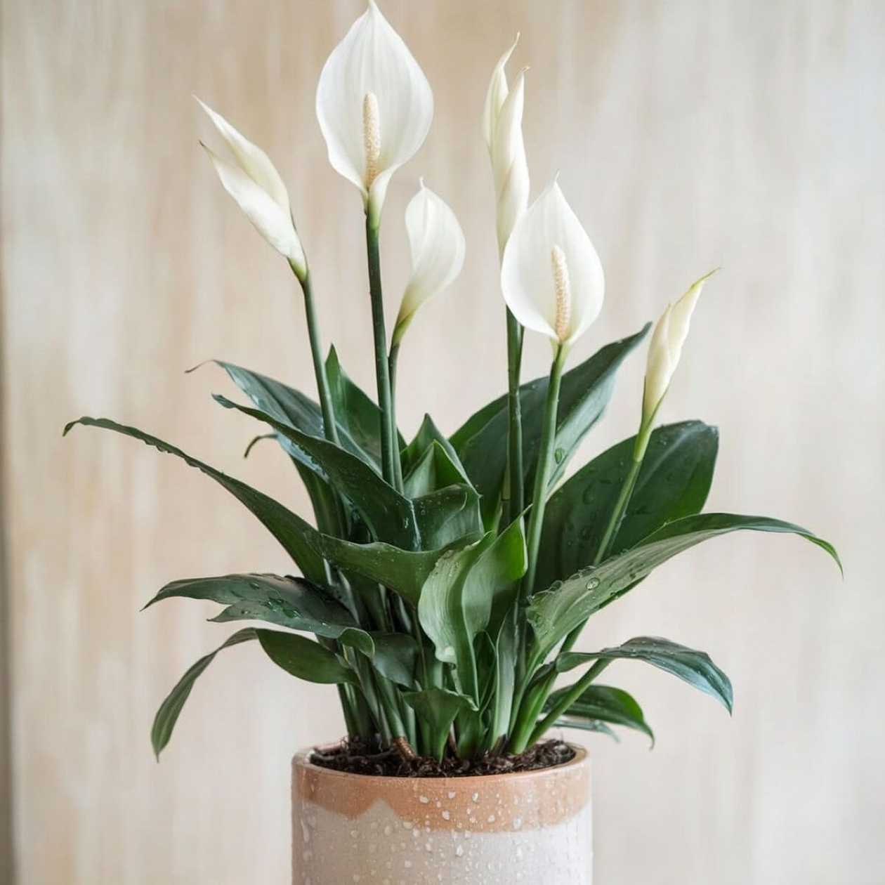 Spathiphyllum Wallisii “Peace Lily”