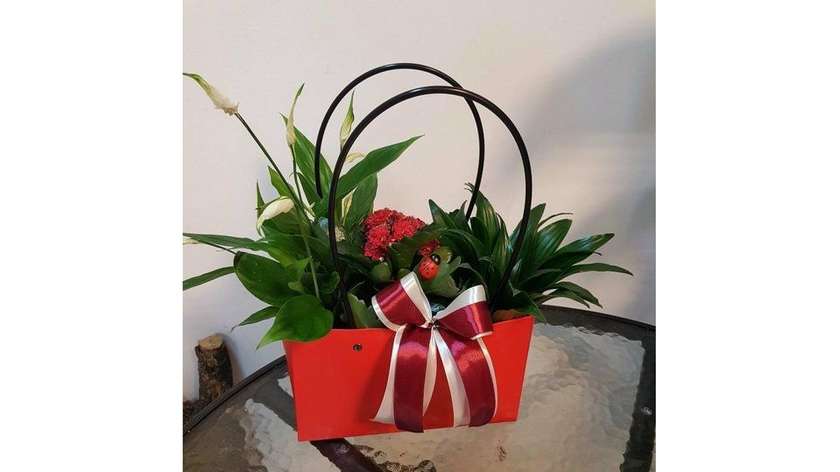 Pure Air Arrangement