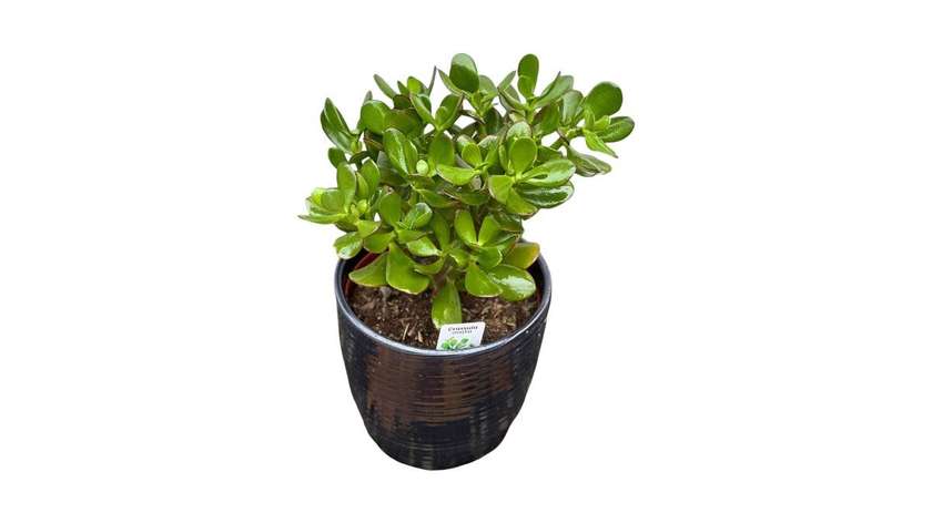 Crassula Ovata