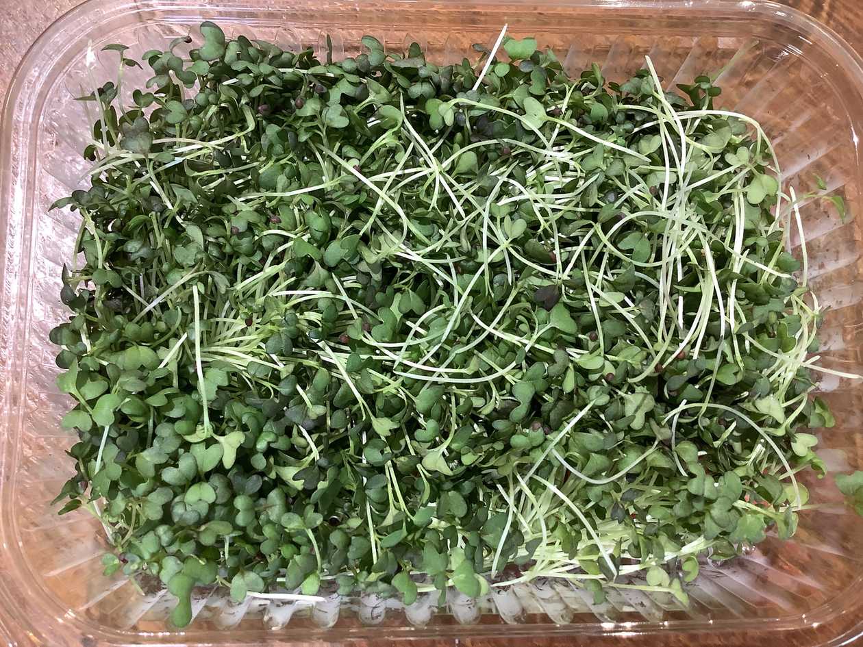 Микрозелень Мизуна (разновидность репы)