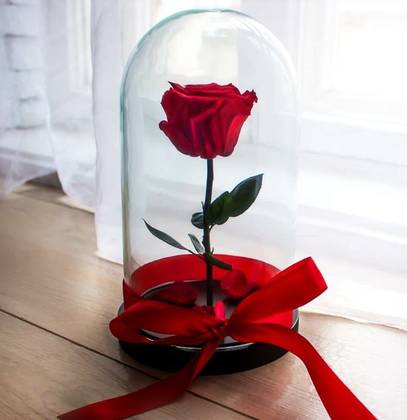 Trandafir Criogenat Rosu, in Cupola